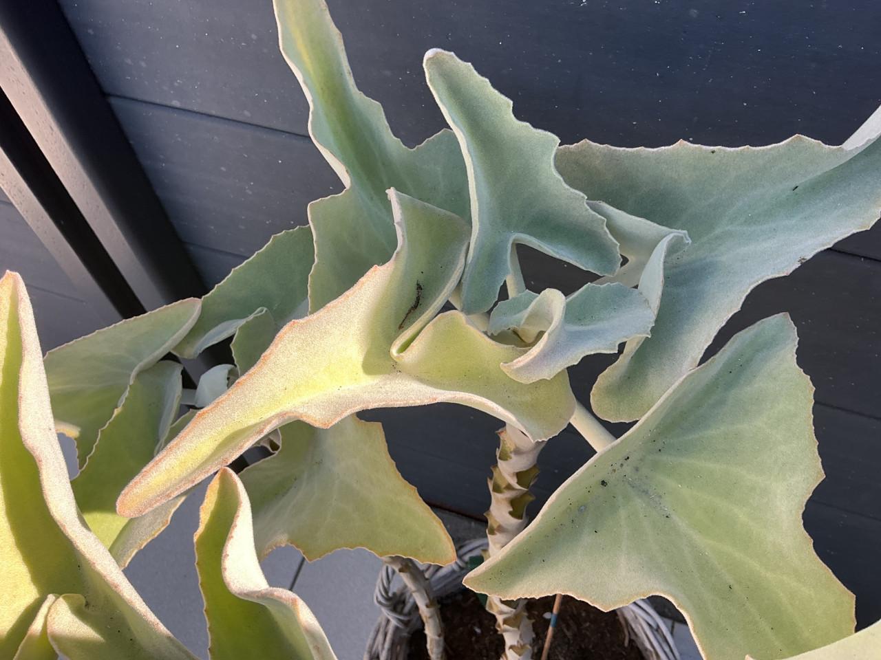 Kalanchoe Beharensis