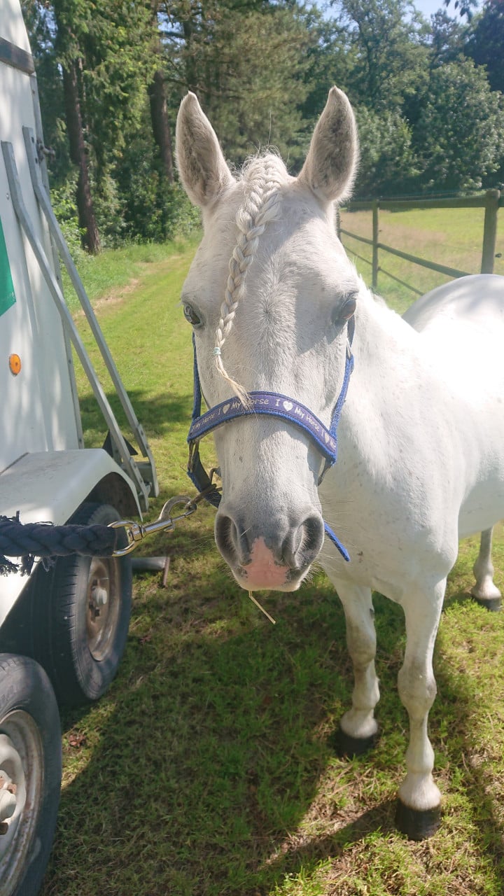 Lieve welsh-B pony