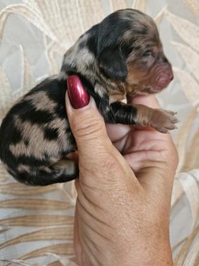FATTORIA DEL BASOTTO teckel kennel