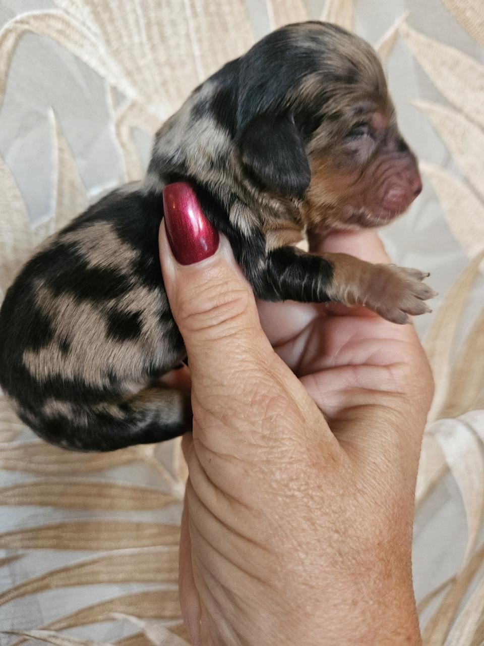 FATTORIA DEL BASOTTO teckel kennel