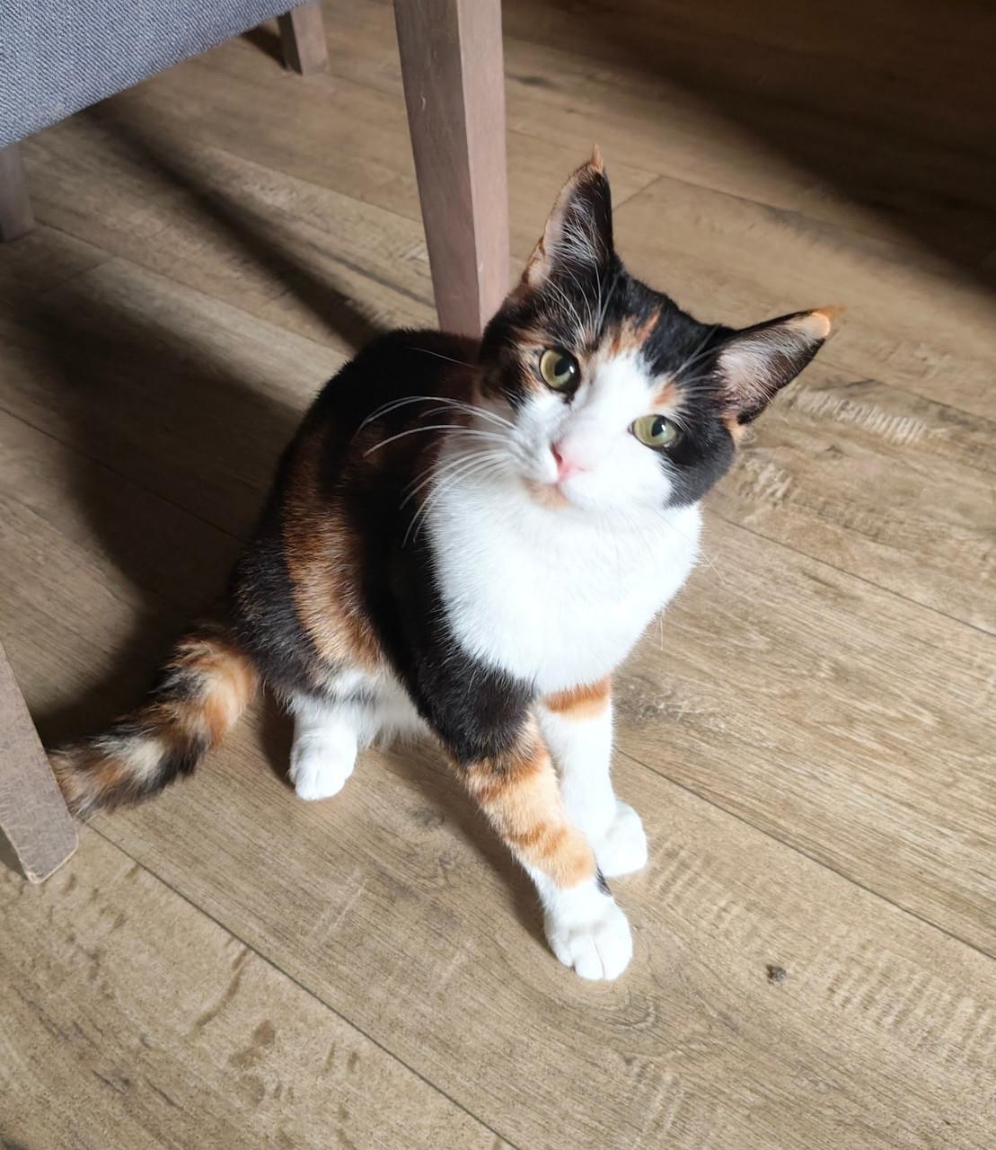 Lieve poes zoekt nieuw baasje 🐾