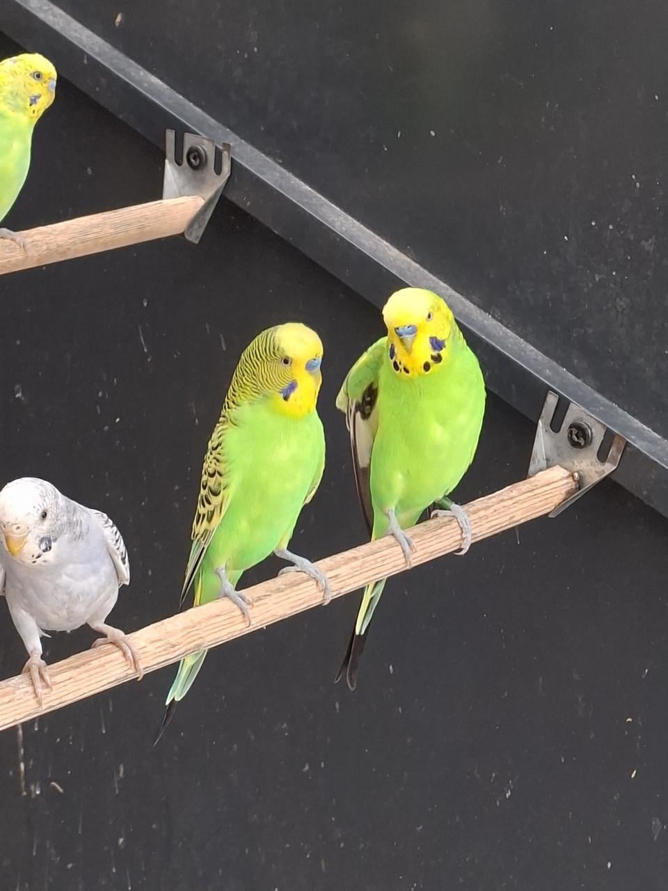 Diverse kleuren jonge grasparkieten .