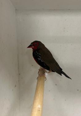 1-1 geschilderde astrildes