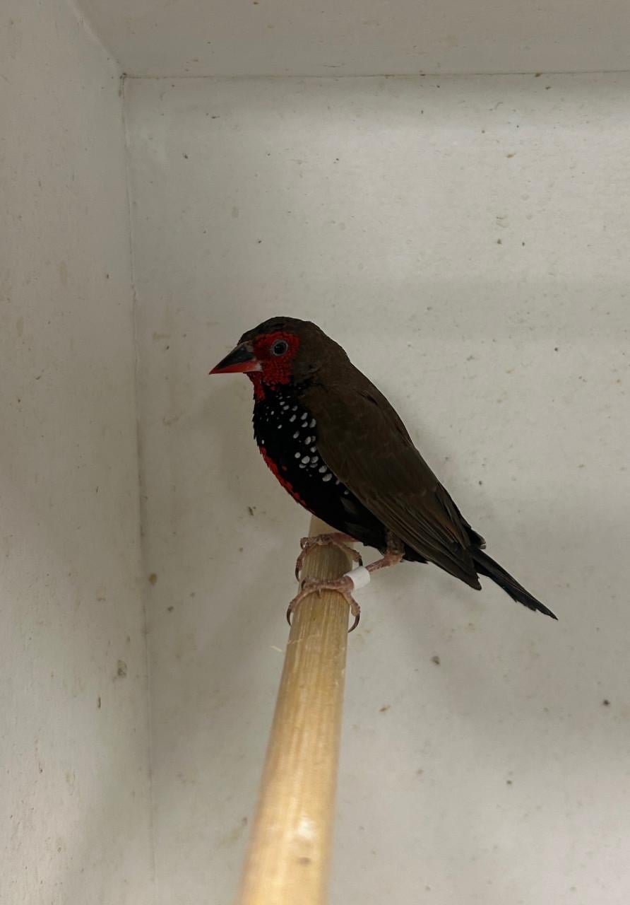 1-1 geschilderde astrildes