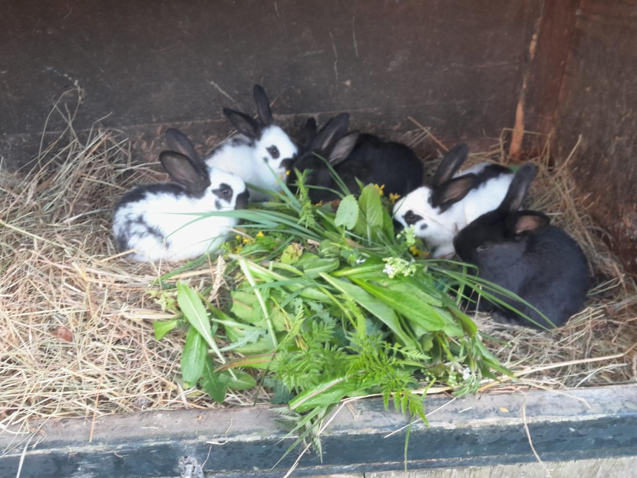 Jonge konijnen. Lotharingers.