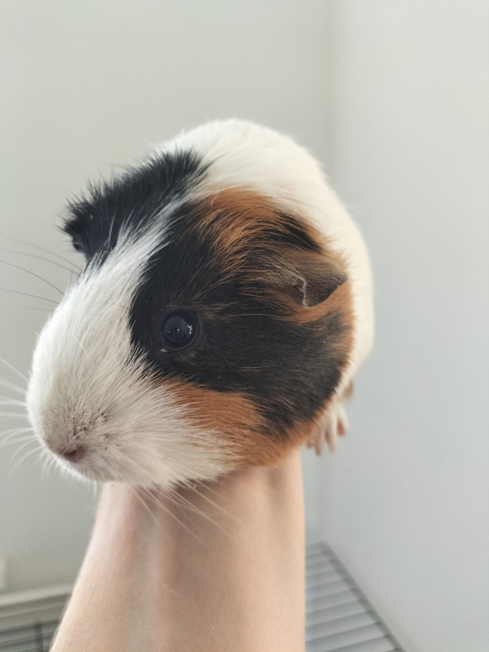 2 vrouwtjes cavia's (half jaar oud) met hok en toebehoren