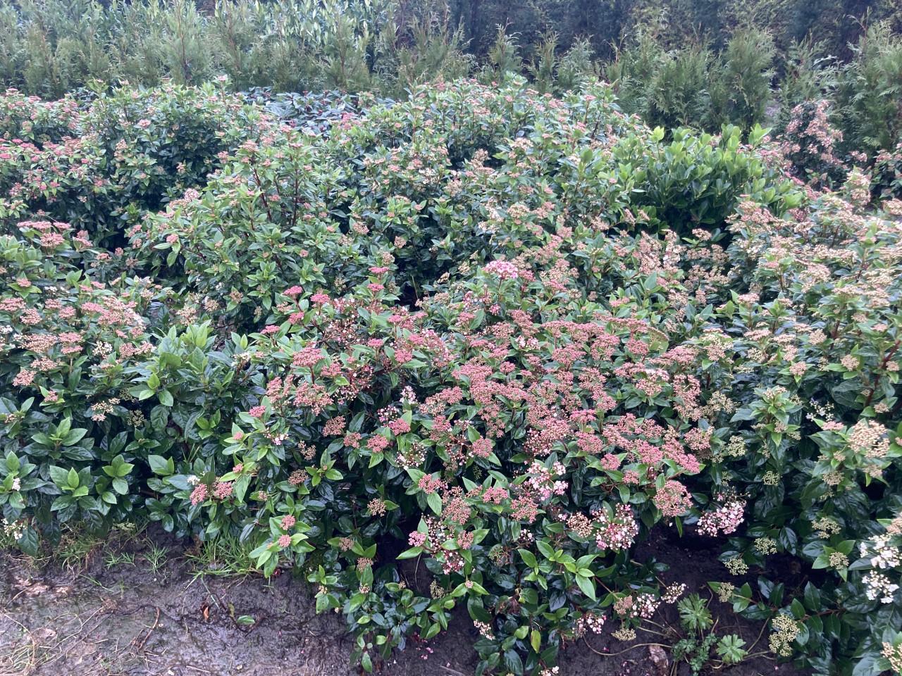 Viburnum tinus/davidii