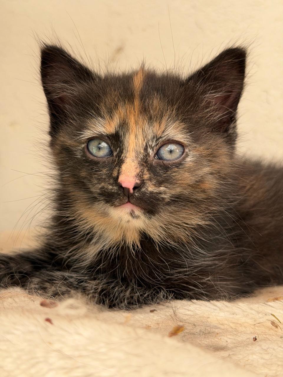Prachtige kittens