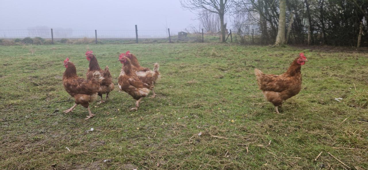 Bruine legkippen biologisch