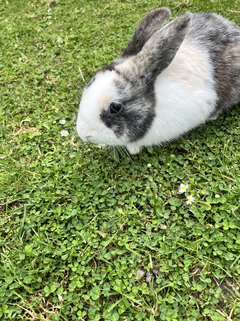 2 mannetjes te koop plus paspoort