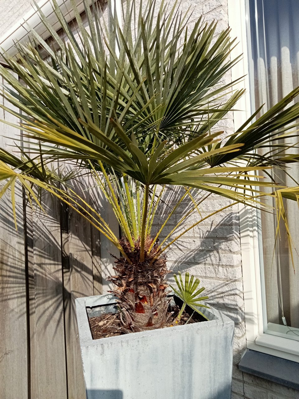 Plant