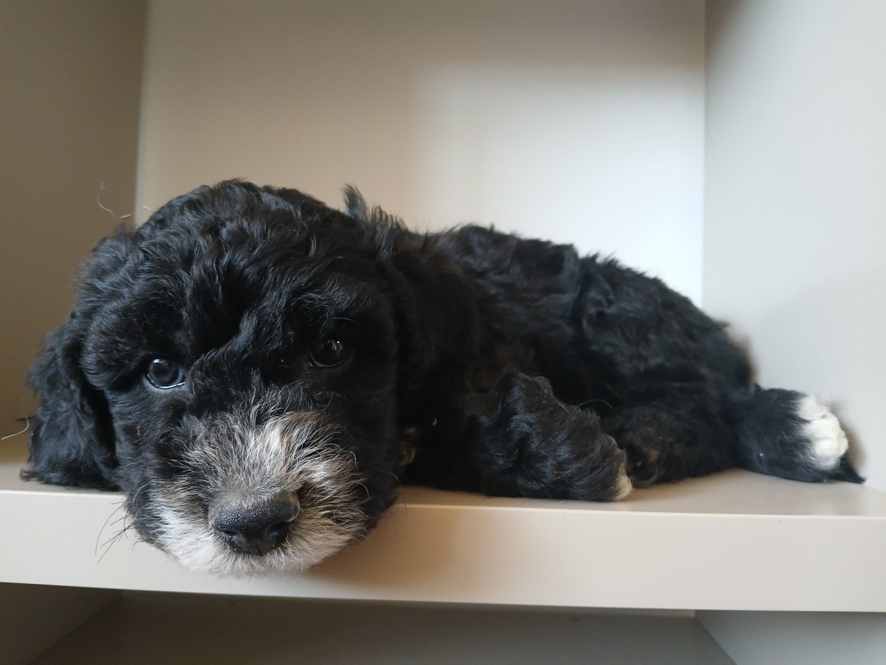 Schattige labradoodle pups op zoek naar een huis