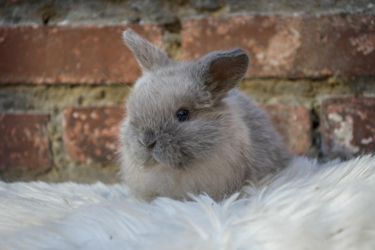 Lieve Minilops