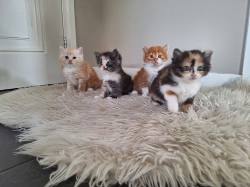 Kittens