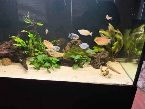 Aquarium 450 liter met vissen