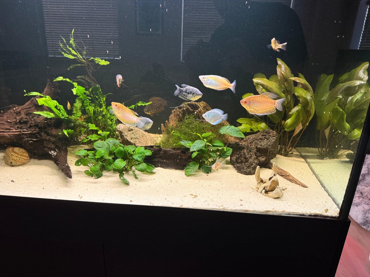 Aquarium 450 liter met vissen