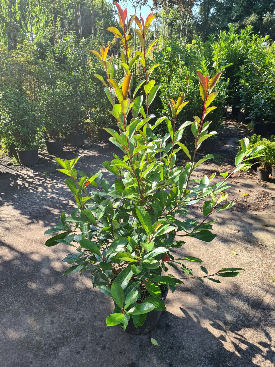 Photinia Fraseri - Red Robin haagplanten ca. 125-150 cm