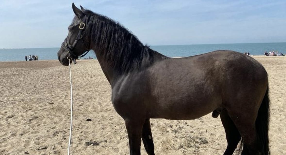 Lieve Andalusiër PRE ruin met carta te koop