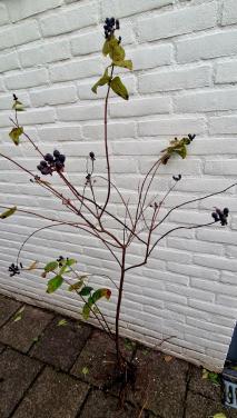 Hertshooi (Hypericum) ca. 140 cm  hoog