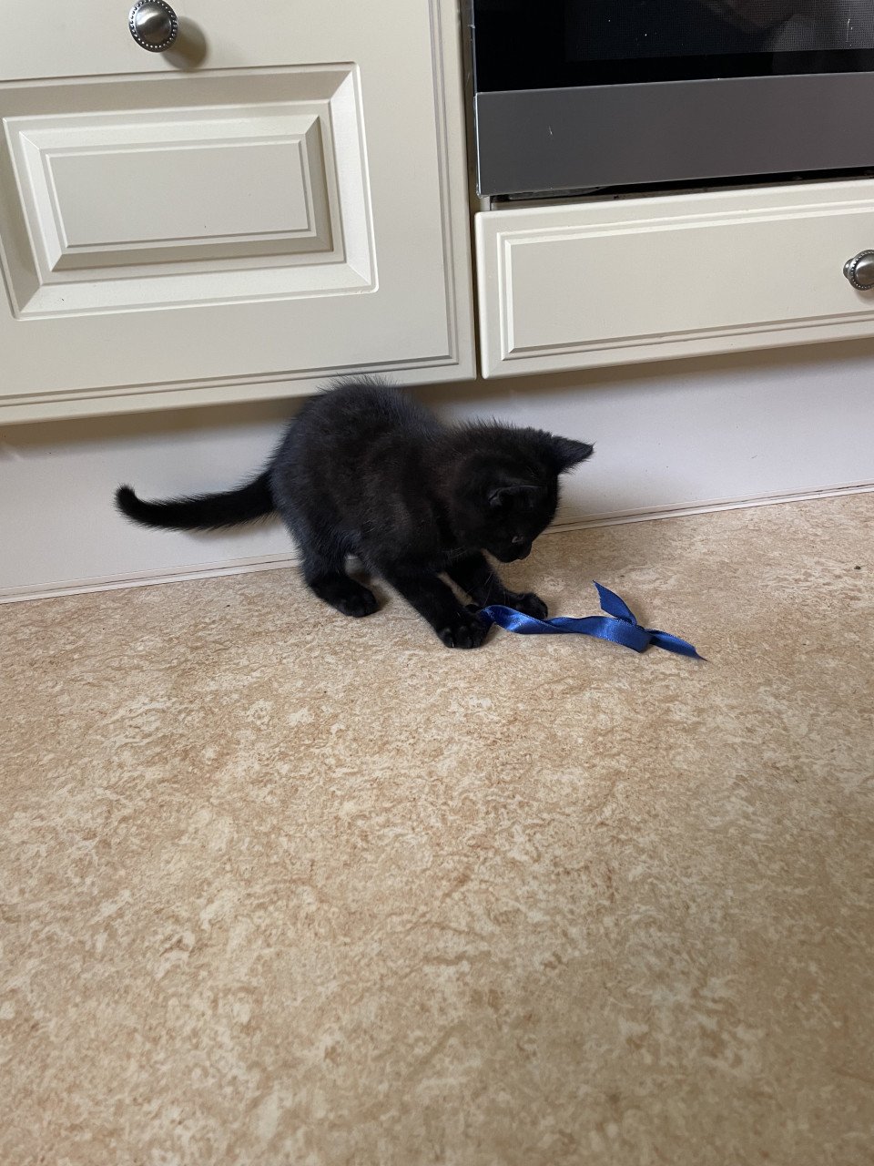 Schattig kitten mannetje
