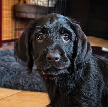 Labradoodle pups