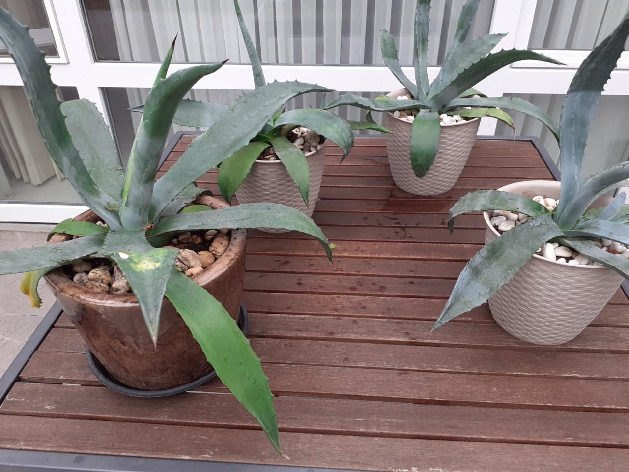 Planten