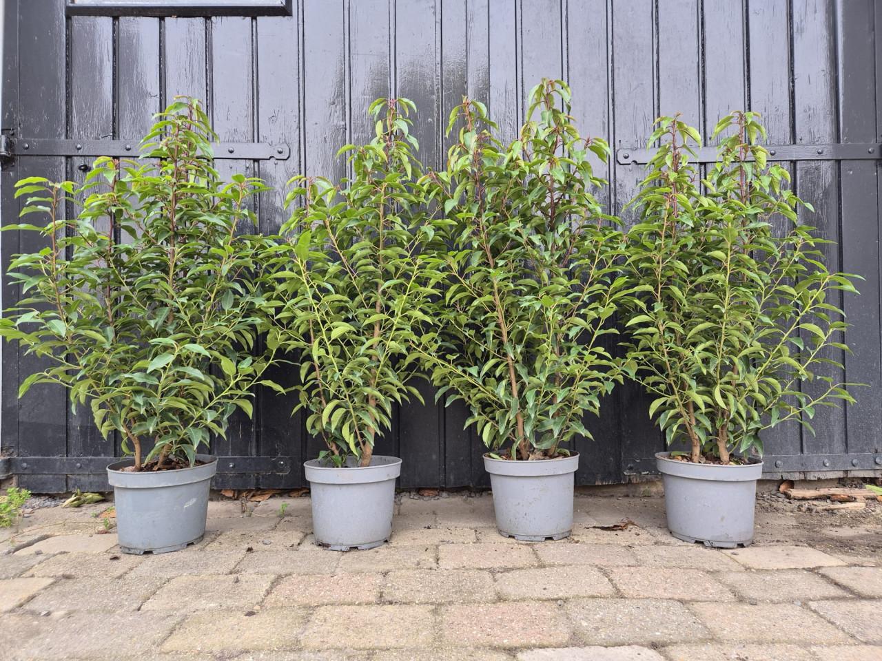 Portugese laurier haagplanten ca. 80-90 cm potgekweekt