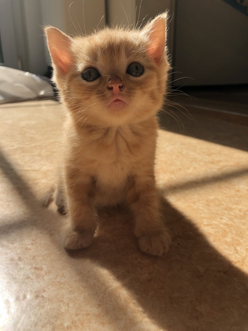 Rood Kitten vrouwtje