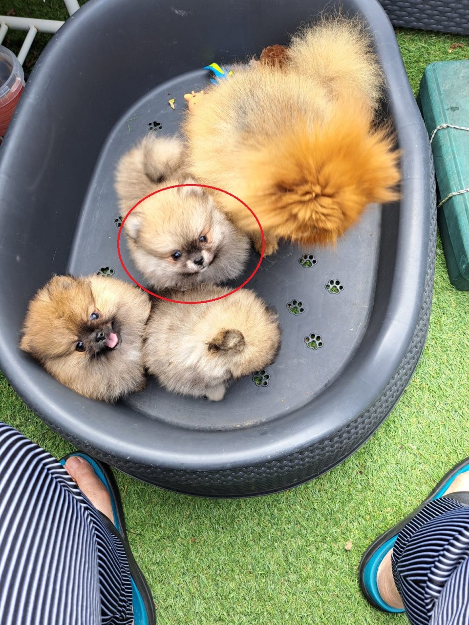 Dwergkeeshond (pomeriaan)puppy