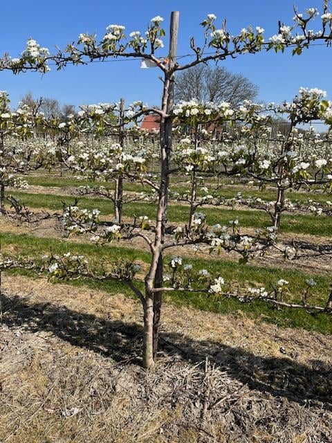 Fruitbomen in leivorm / Leibomen / Peer