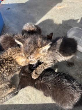 3 kittens te koop