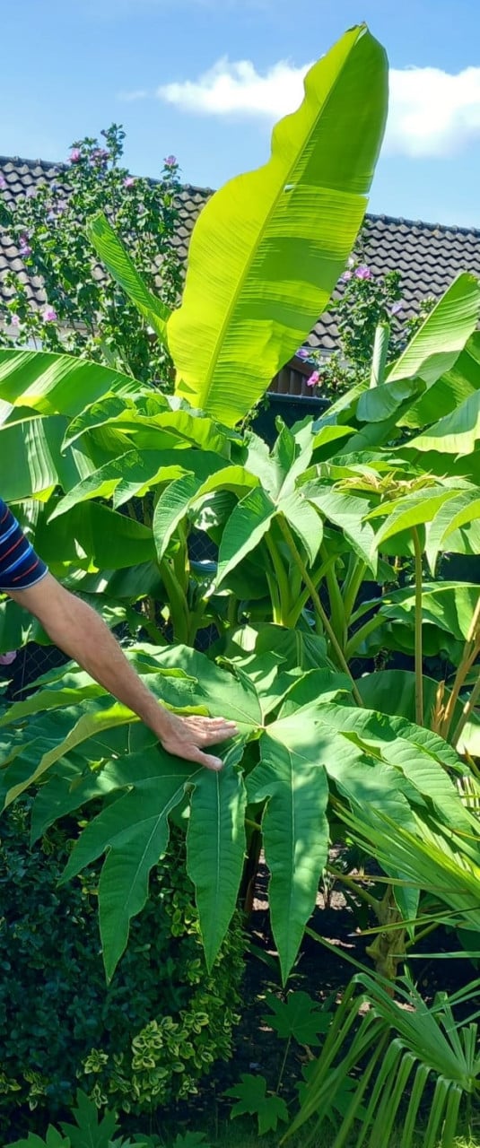 Tetrapanax, Rijstpapierplant.