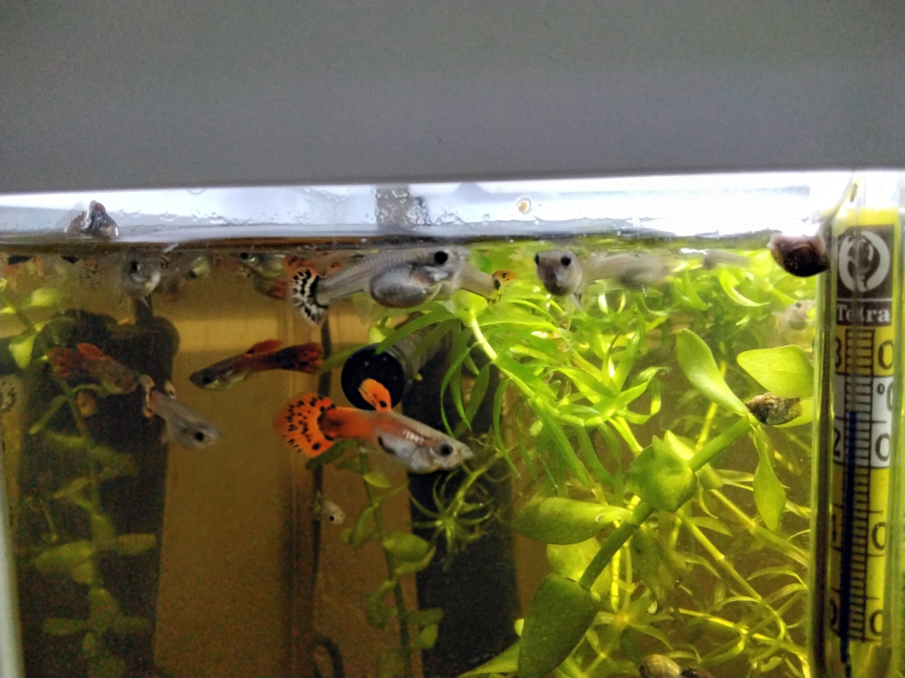 Aquarium vissen