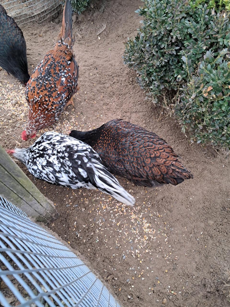 1 Dubbelgezoomde barnevelder te koop