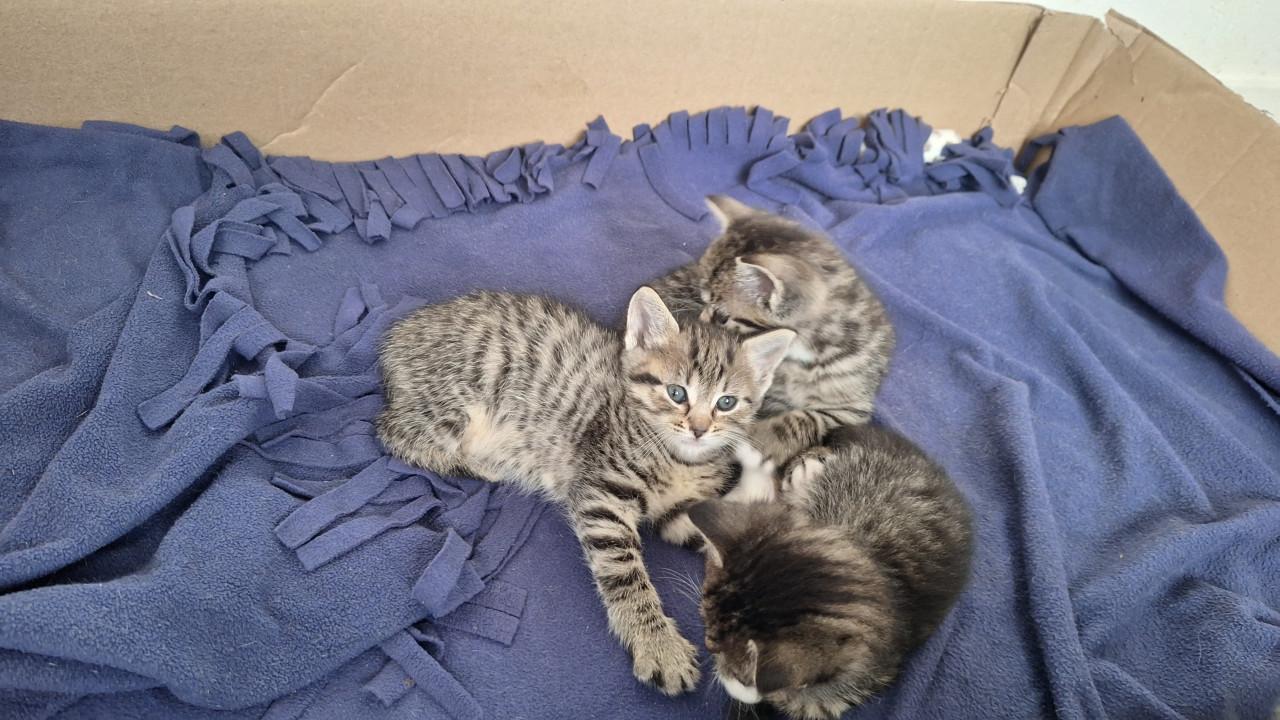 Kittens