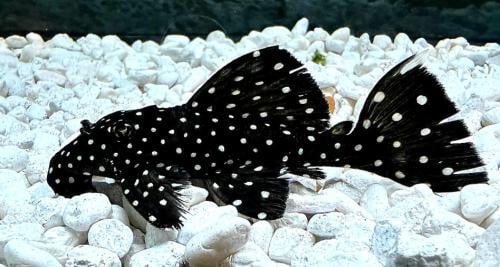 L240 pleco trio