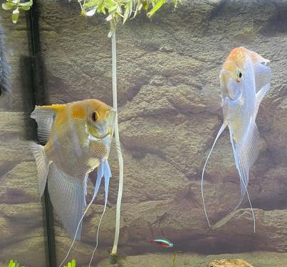 Koppeltje maanvissen +1