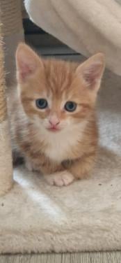 Kittens