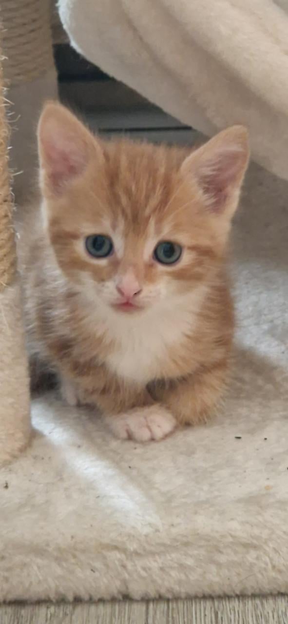 Kittens