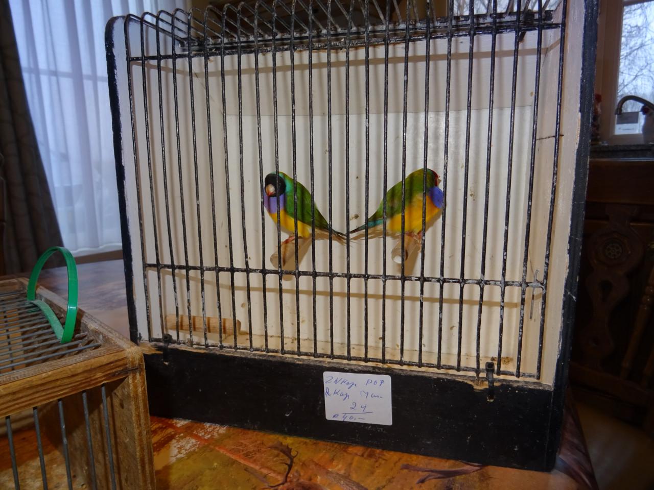 Te koop koppel mooie broedrijpe gouldsamadines van 2025