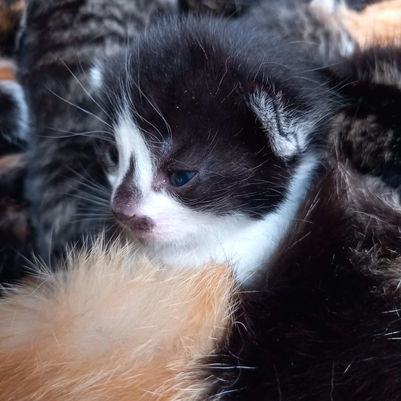 2 prachtige nestjes kittens