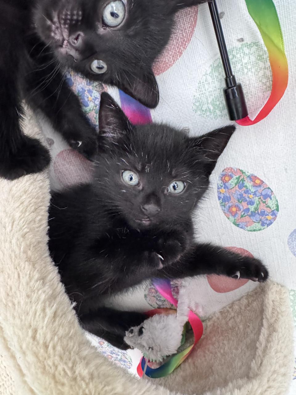2 lieve kittens zoeken een liefdevol huis