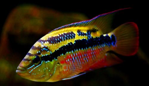 Aquariumvissen mooi kleurrijk