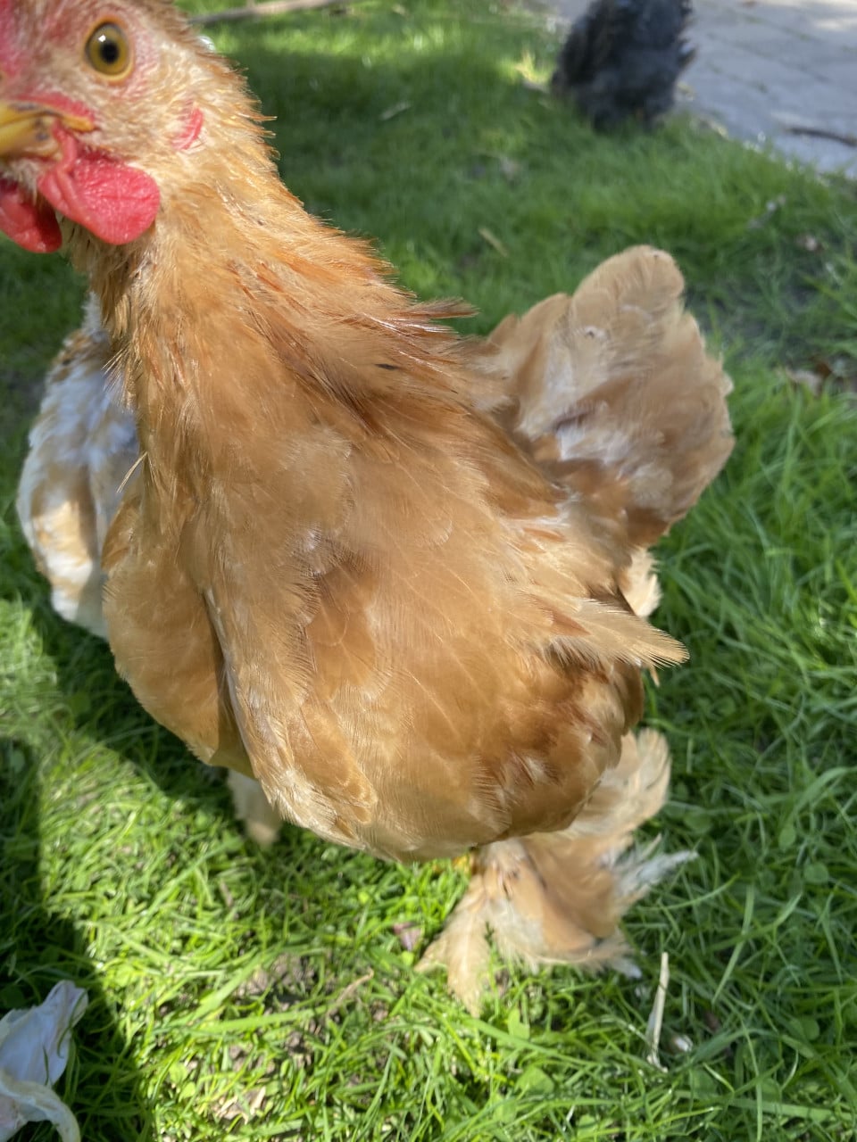 Haantje Cochin kriel Gratis