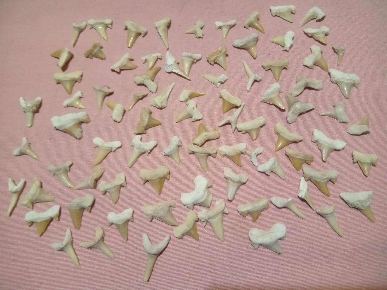 Wegens stoppen verzamelen..plm 90 witte haaientanden