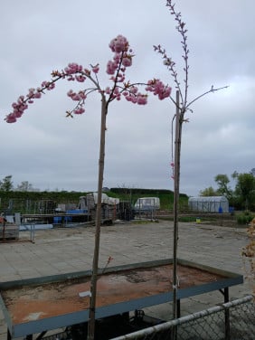 Bomen