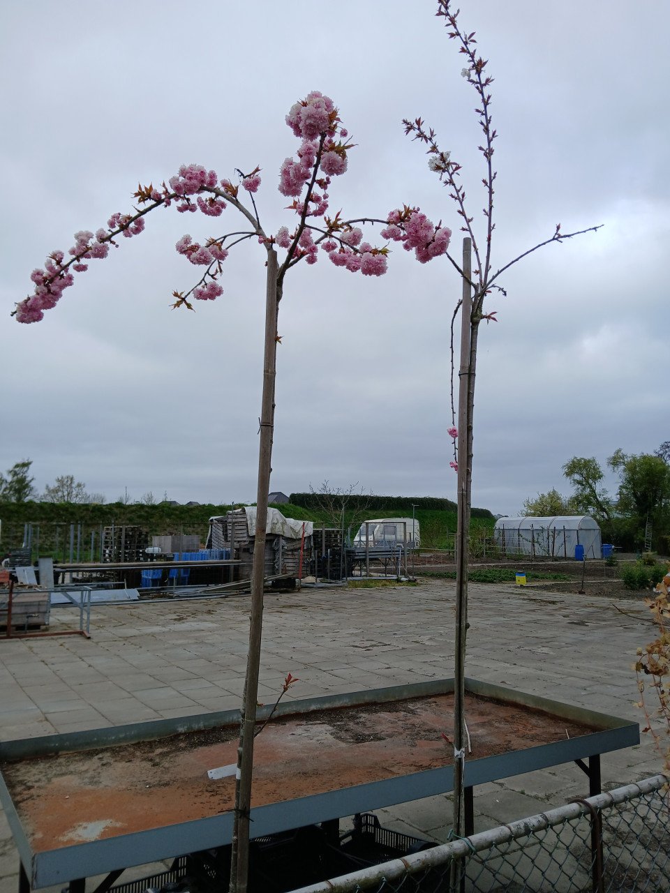 Bomen