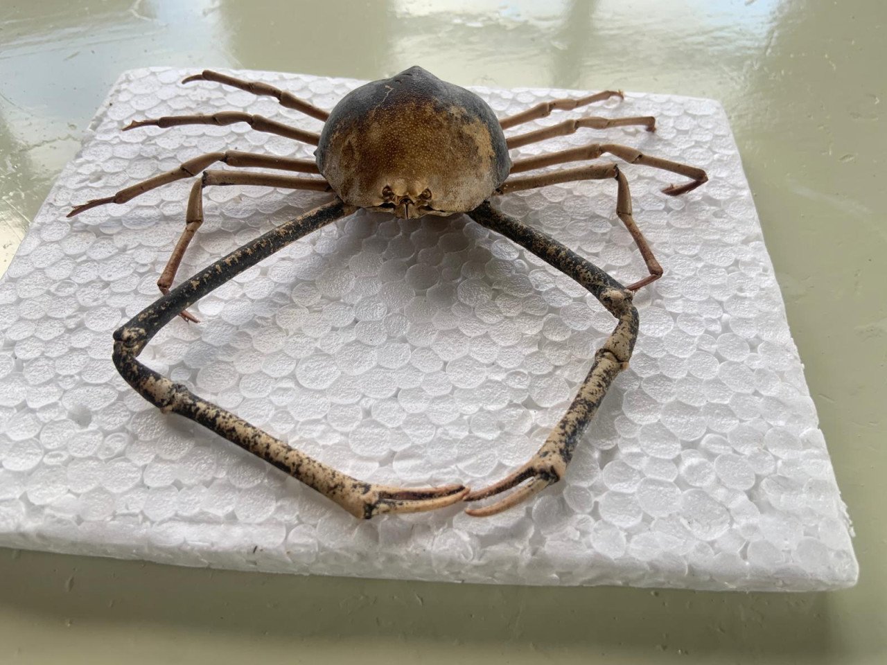 Te koop; opgezette krab 15 x 12 cm zeldzaam