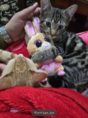 Kittens