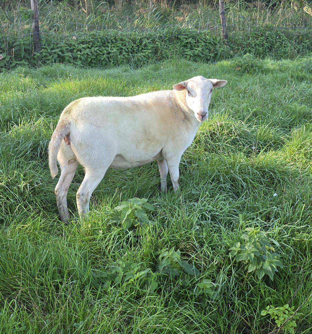 Schapen schaap drachtig diverse rassen